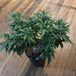 ReVeg project - Blue Cheese