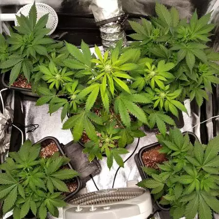 Godfather and northern lights auto