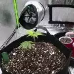 GMO in a 4x4