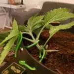 Purple Haze Autoflower