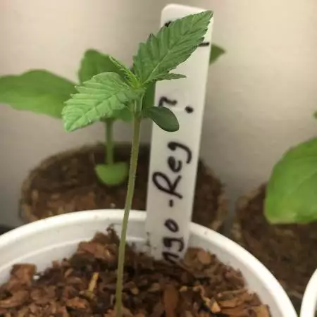 Pineapple kush FIRST GROW 