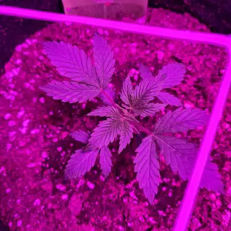 Royal Cookies Auto (Girl Scout Cookies)