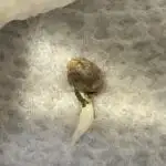 Apple Betty Auto from Herbies Seeds