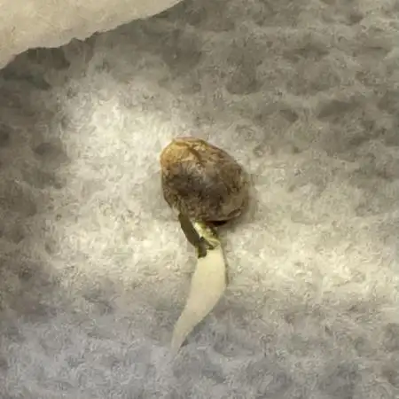 Apple Betty Auto from Herbies Seeds