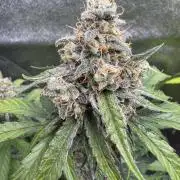 Wurlz F1 Autoflower - Zamnesia Seeds
