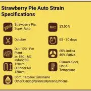Strawberry Pie Auto-OriginalSensibleSeed