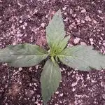 Apple Betty Auto from Herbies Seeds