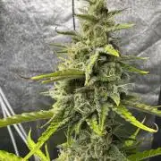 CBD Lemon Auto - Herbies Seeds