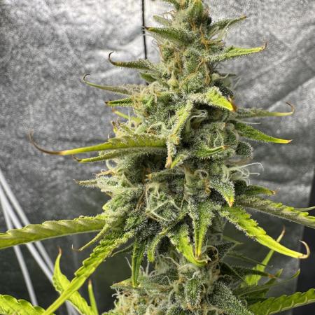 CBD Lemon Auto - Herbies Seeds