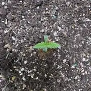 Sticky Broccoli Auto-Zamnesia