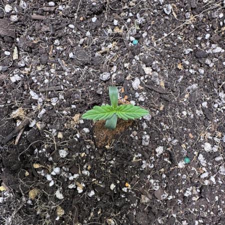 Sticky Broccoli Auto-Zamnesia