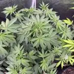 Auto Big Demon by Divine Seeds