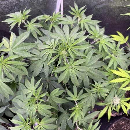 Auto Big Demon by Divine Seeds