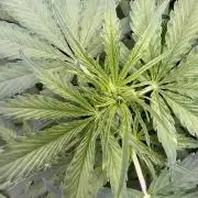 Apple Betty Auto from Herbies Seeds