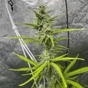 CBD Lemon Auto - Herbies Seeds