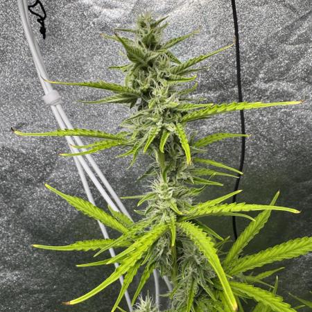 CBD Lemon Auto - Herbies Seeds