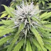 Apple Betty Auto from Herbies Seeds