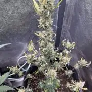 Zkittelz XL Auto - Ganja Farmer Seeds