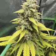 Big Demon by Divine Seeds
