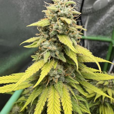 Big Demon by Divine Seeds