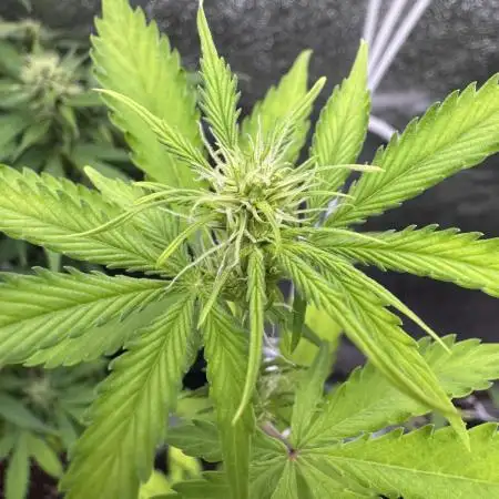 Apple and Blackberry F1 Auto - Tastebudz