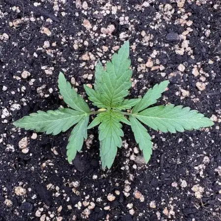 Midnight Moonshine F1 Auto - TasteBudz