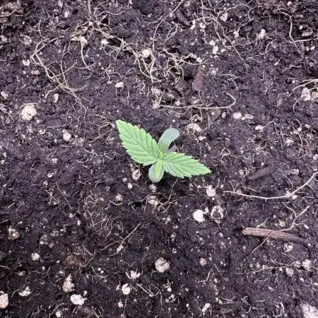 Auto AK Triple Haze - Super Sativa Seed Club