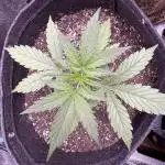 CBD Lemon Auto - Herbies Seeds