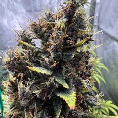 AUTO PURPLE OPIUM - Divine Seeds