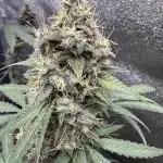 Midnight Moonshine F1 Auto - TasteBudz