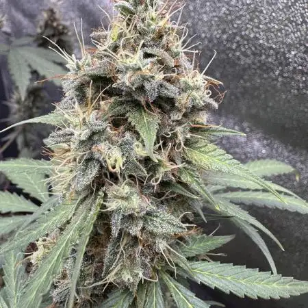 Midnight Moonshine F1 Auto - TasteBudz