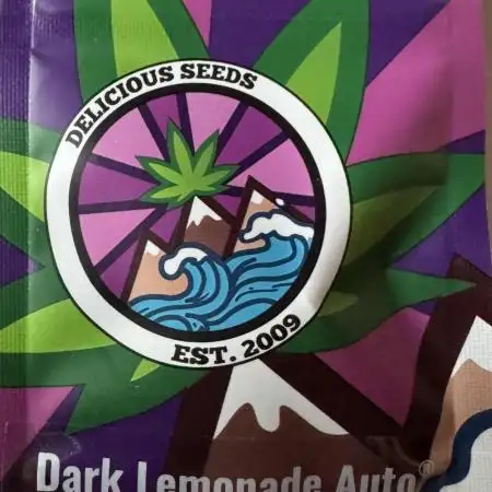DARK LEMONADE AUTO - Delicious Seeds