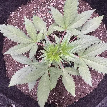 Zkittelz XL Auto - Ganja Farmer Seeds