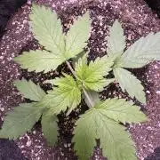 Wild Strawberry F1 Auto Run 2-TasteBudz