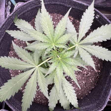 Midnight Moonshine F1 Auto - TasteBudz