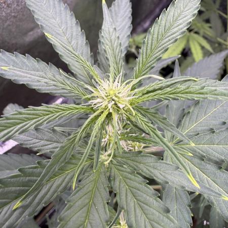 Wurlz F1 Autoflower - Zamnesia Seeds