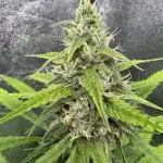 AUTO FRACTAL - Divine Seeds