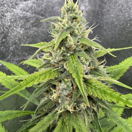 AUTO FRACTAL - Divine Seeds