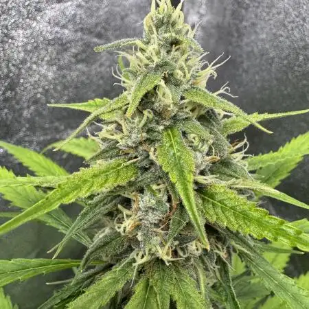 AUTO FRACTAL - Divine Seeds