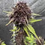 DARK LEMONADE AUTO - Delicious Seeds