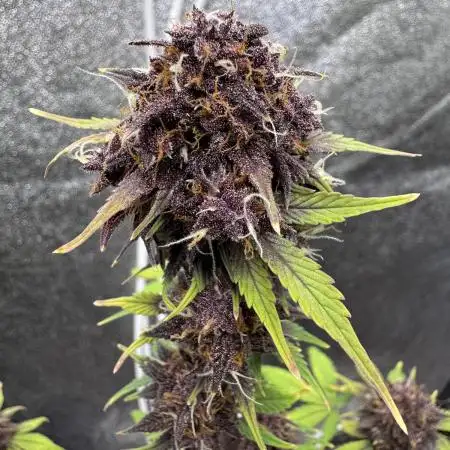 DARK LEMONADE AUTO - Delicious Seeds