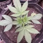 Auto Big Demon by Divine Seeds