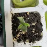 Sour Apple X Strawberry Gorilla Auto