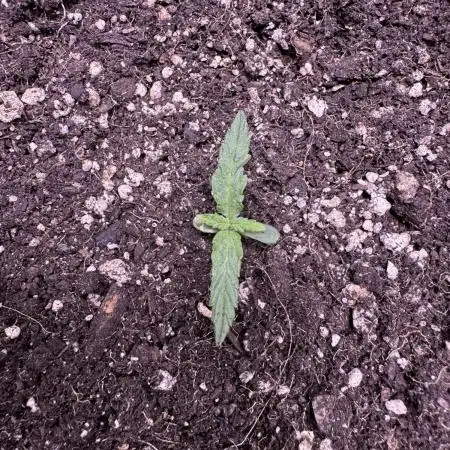 Midnight Moonshine F1 Auto - TasteBudz