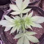 Auto Big Demon by Divine Seeds