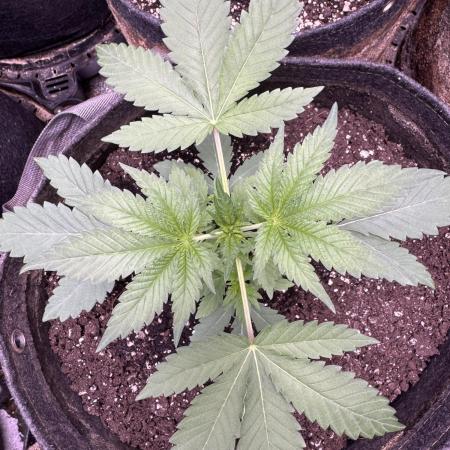 Auto Big Demon by Divine Seeds