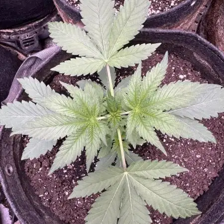 Auto Big Demon by Divine Seeds