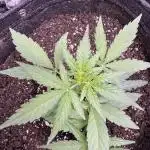 Wurlz F1 Autoflower - Zamnesia Seeds