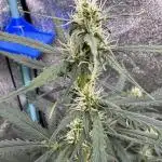 AUTO WHITE WIDOW - Divine Seeds