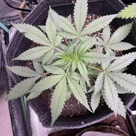 Zkittelz XL Auto - Ganja Farmer Seeds